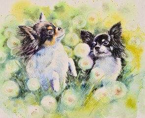 Two small chihuahua dogs jumping and playing on a field. Picture created with watercolors. - 702434785