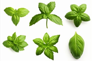 Set of highly detailed fresh green basil leaves grown in a herb garden, isolated on white background