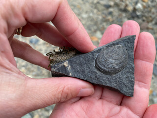 Bivalve fossils in Valley of Ten Thousand Smokes, Katmai National Park and Preserve, Alaska. Fossils found across Katmai are part of Naknek Formation, geologic formation from Jurassic Period. © EWY Media