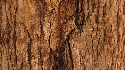Beautiful Wood Log Texture in Detail