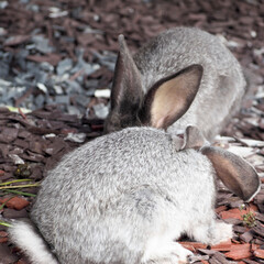 two gray rabbits are sitting in a cage. Farm. rodents