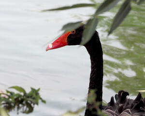Fototapeta premium A black swan swims on a lake near of a tree on a summer day. wild nature . big bird