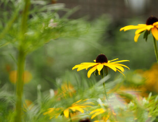 several yellow echinacea flowers on a blurred green background. calendar.the poster . copy space
