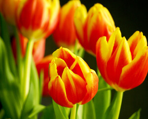 Obraz premium close red and yellow tulips stand close against a black background. bouquet. holiday. Happy holiday. postcard. poster calendar. spring