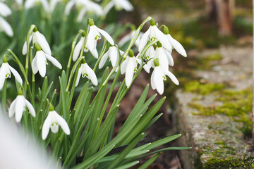 Close up of a bush of white snowdrops growing in the garden. first spring flowers. nature . side...