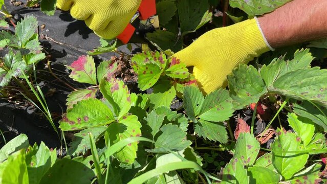 Close-up of the gardener's hands in yellow gloves, which are pruning brown spotted, diseased strawberry leaves