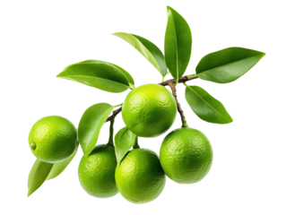 Branch of fresh delicious limes, cut out
