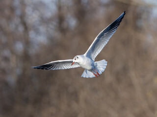 Black headed gull in flight