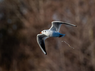 Black headed gull in flight