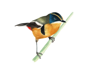 Ilustración en acuarela de Siete colores (Tachuris rubrigastra) Aves de Chile.