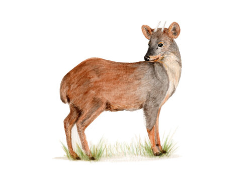 Ilustraci&oacute;n en acuarela de Pud&uacute; (Pudu puda) Mam&iacute;feros de Chile. 