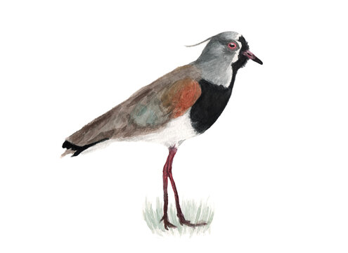 Ilustración en acuarela de Queltehue Común (Vanellus chilensis) Aves de Chile.