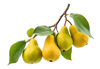 Branch of delicious ripe pears, cut out