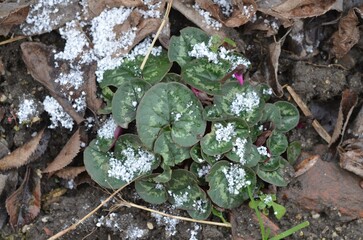 Hardy Cyclamen coum with white snowflakes in the Spring garden