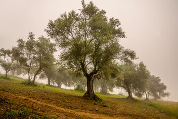 Olive trees in the morning fog on the slopes of the hills around Pienza, in the Val d'Orcia, in Tuscany, Italy. It is a tourist attractive area with rolling hills and wonderfully beautiful landscapes