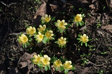 Spring blooming winter aconite, Eranthis hyemalis 'Schwefelglanz', in the garden