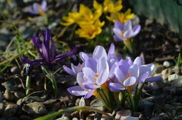 Spring blooming Crocus sieberi 'Firefly' in the garden