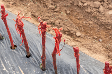 planted field vine graft production process