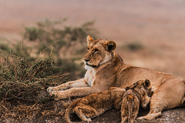 Wildlife of Serengeti - Tanzania