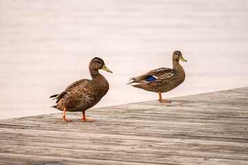 Naklejka na ściany i meble Ducks on a wooden deck.