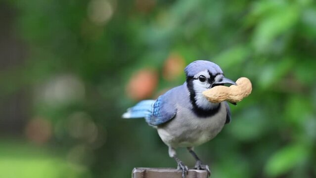 Blue Jay Swoops In For Peanut - Slow Motion Footage