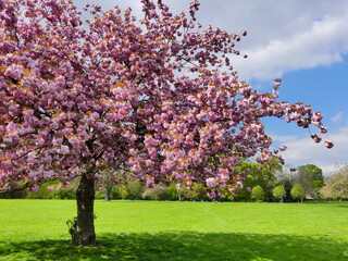 Le printemps et les fleurs de cerisiers