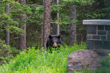 Black Bear in Banff National Park, Canada