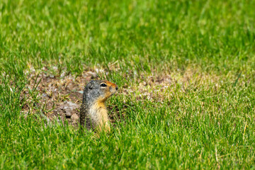 Adorable ground squirrel in grass