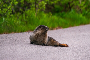 Adorable Marmot in Banff National Park, Canada