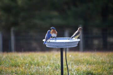 Eastern bluebird and cedar waxwing birds on heated birdbath full of water for drinking and bathing in the winter. 