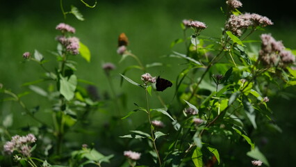Butterfly on flower