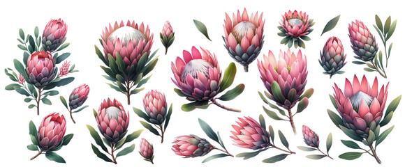Watercolor isolated drawing exotic flower Protea flower Australia, watercolor illustration. - obrazy, fototapety, plakaty