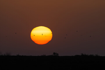 Birds at sunset in Enez, Edirne, Turkey.