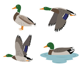 Set of beautiful wild duck birds in cartoon style. Vector illustration of wild ducks in different poses: flying, standing, swimming in the river isolated on a white background.