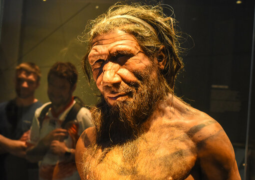Neanderthal Homoadult male, based on 40000 year-old remains found at Spy in Belgium. National history museum.