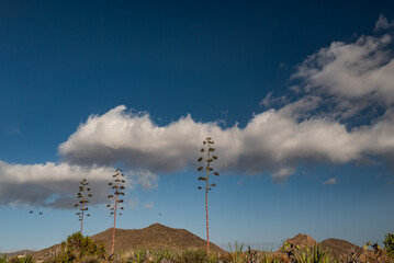 Agave americana on blue sky background with white clouds