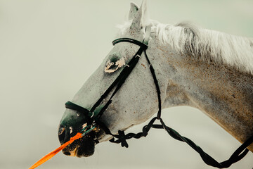 Portrait of a beautiful gray horse with a bridle on its muzzle and a red rein against a gray sky....