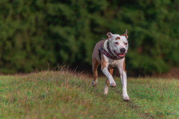 Running pitbull dog on green grass meadow in winter day