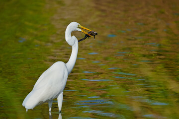 White egret caught a big fish Bubali Bird Sanctuary Aruba