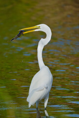 White egret caught a big fish Bubali Bird Sanctuary Aruba