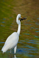 White egret caught a big fish Bubali Bird Sanctuary Aruba