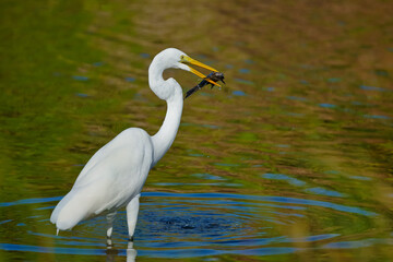 White egret caught a big fish Bubali Bird Sanctuary Aruba