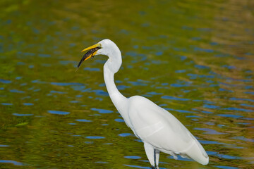 White egret caught a big fish Bubali Bird Sanctuary Aruba