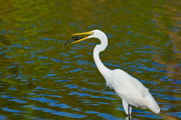 White egret caught a big fish Bubali Bird Sanctuary Aruba