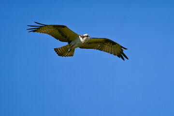 Osprey soaring in the sky Bubali Bird Sanctuary Aruba