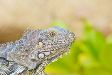 Portrait of Wild green iguana Aruba