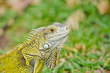 Portrait of Wild green iguana Aruba