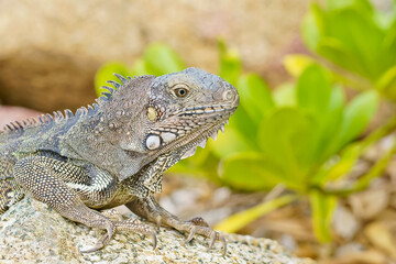 Portrait of Wild green iguana Aruba