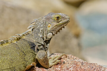 Portrait of wild green iguana on rock Aruba