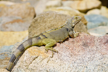 Wild green iguana crawling on rock Aruba
